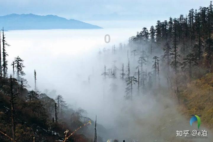 逃离天鹅森林